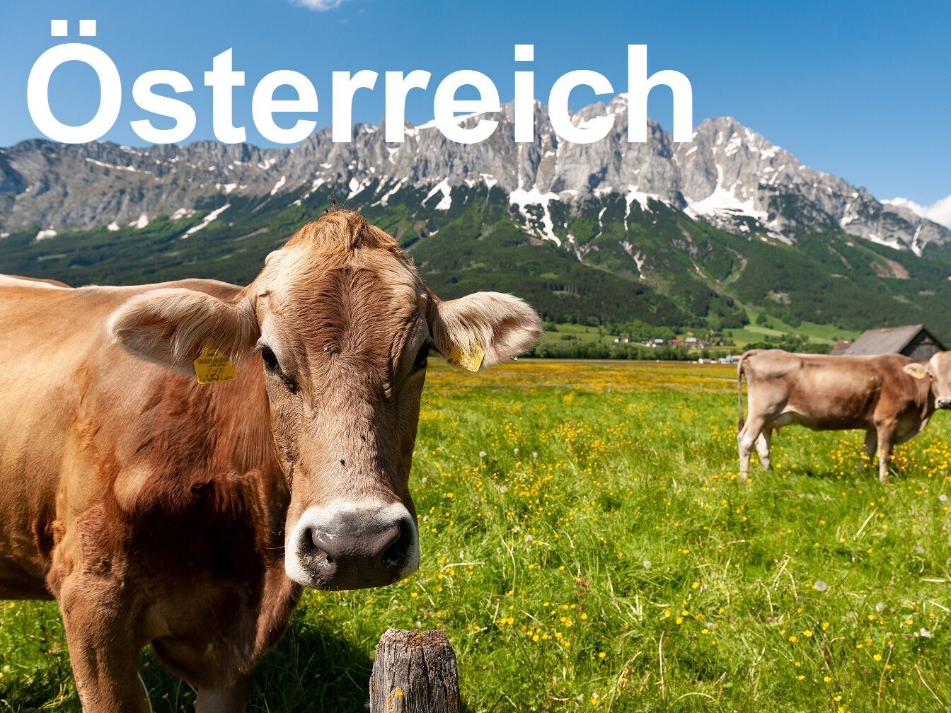 Weide mit Kuh im Ennstal, Austria, Österreich, Steiermark