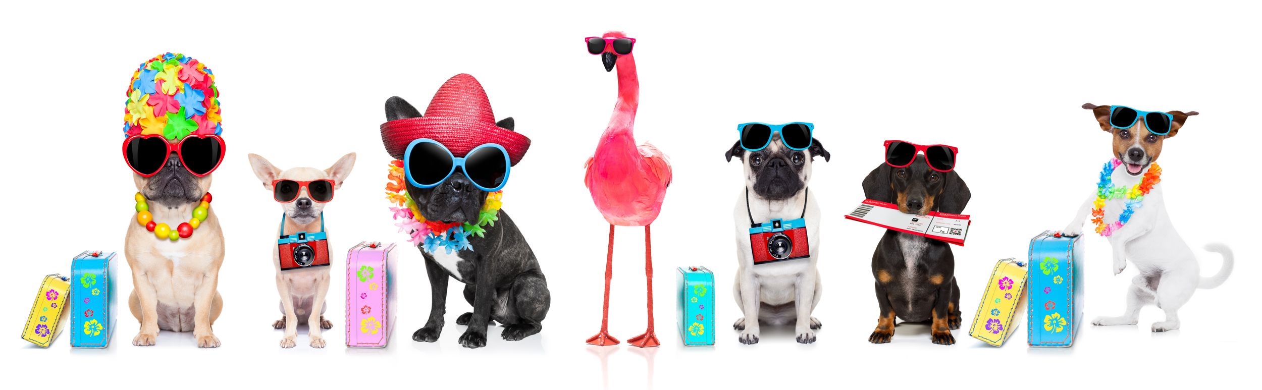 row of dogs on summer vacation